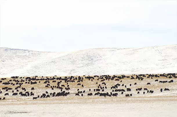 Idle field for one year, moved 1,009 cows to mob-graze