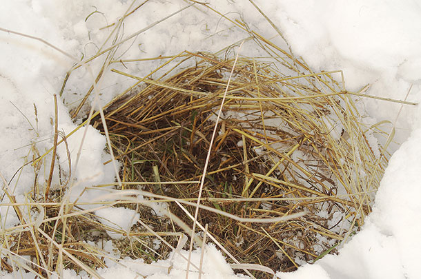 When the cows were moved back into the field, about 8 inches of snow
