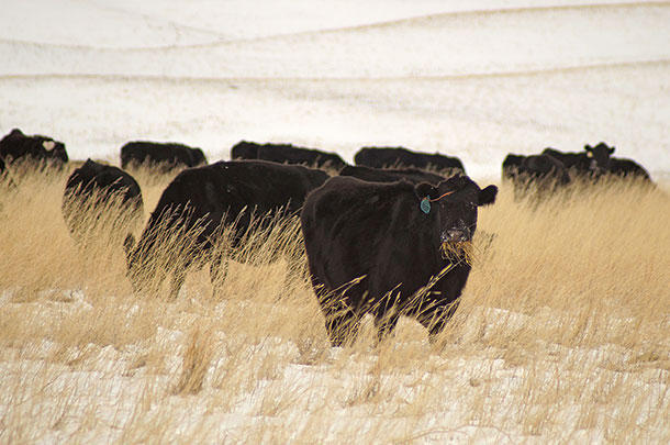 What we got from watching our cows graze test plots
