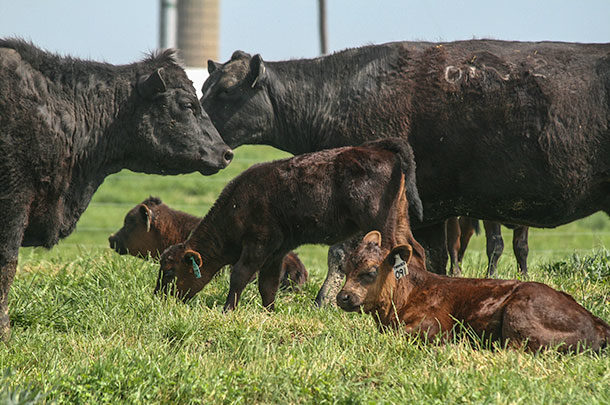 beef cows in early pasture