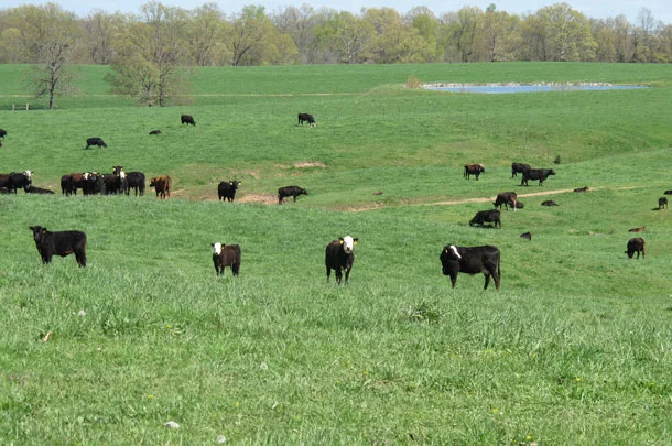 ranch