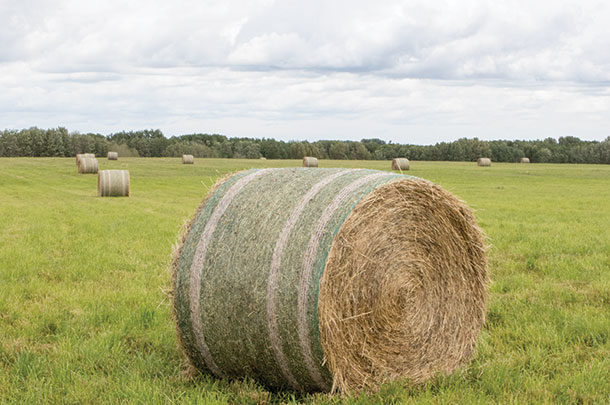 Round bales of grass