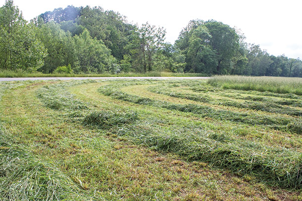 Grass cut in the afternoon