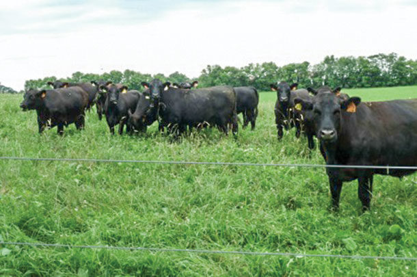 Cattle finished on alfalfa-orchardgrass stands in Maryland