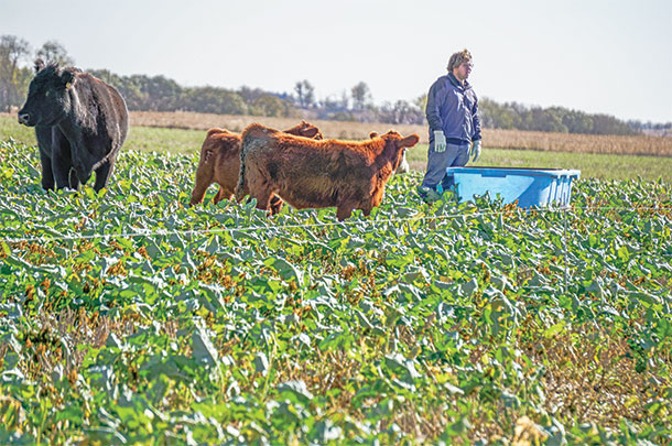 A polywire fence divides the pasture into strips and is moved dailey