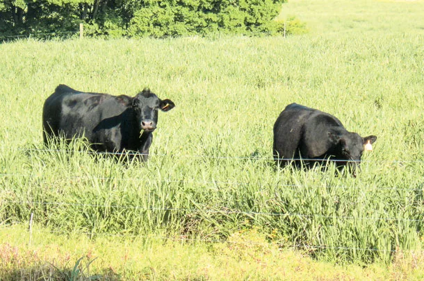 Cattle graze in gamagrass pasture