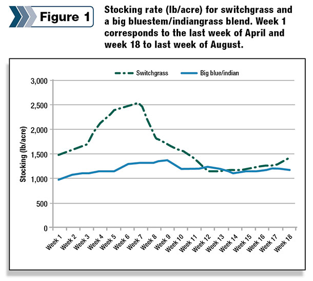 Stocking rate for switchgrass and a big bluestem/indiangrass blend