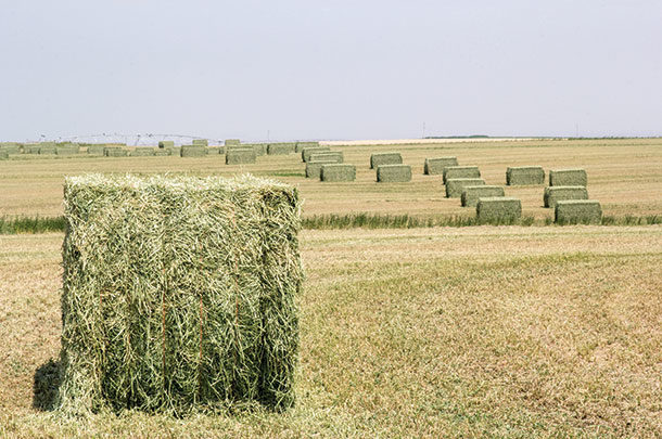 Large bales in the field 