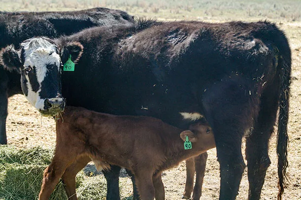 cow and calf
