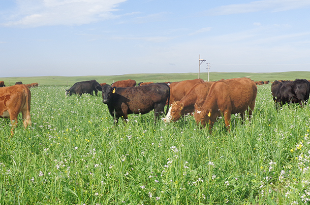 mob grazing