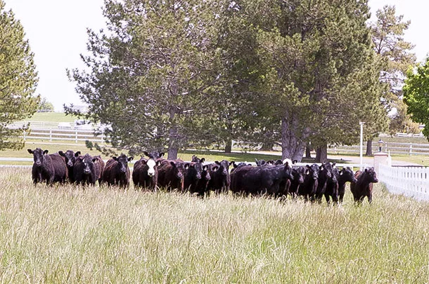 cows in pasture