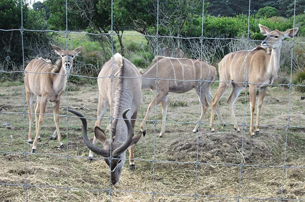 Alfalfa is used for exotic animals as well