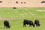 Cattle grazing a mixture of wheat and rye