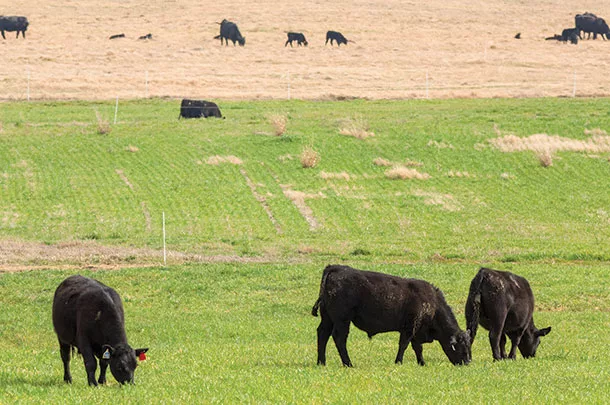 Cattle grazing a mixture of wheat and rye