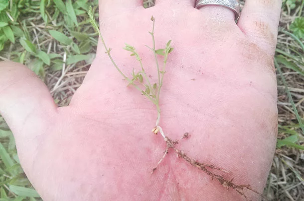 Two week old hairy vetch seedling is already fixing nitrogen