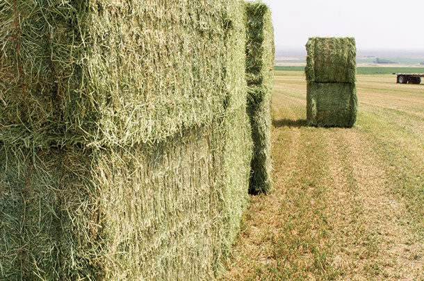 Stacked big bales in the field 