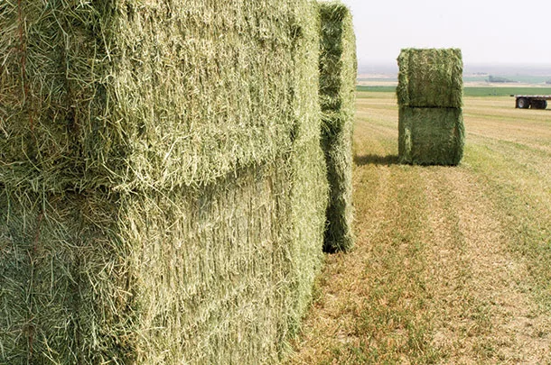 Stacked big bales in the field 