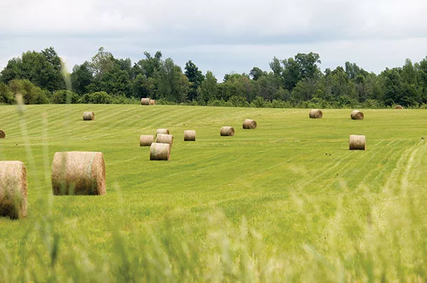 Field of round bales