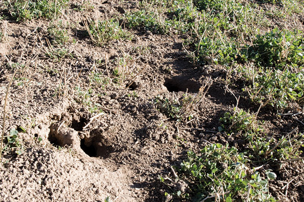 Rodents cause yield loss and crop damage if not managed