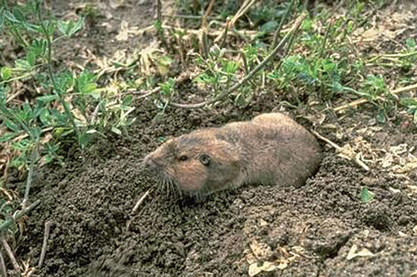 Rodents like gophers tend to avoid wet environments