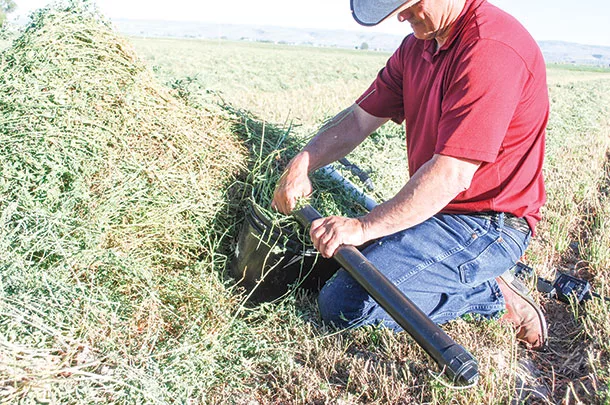 Insert hay into testing tube