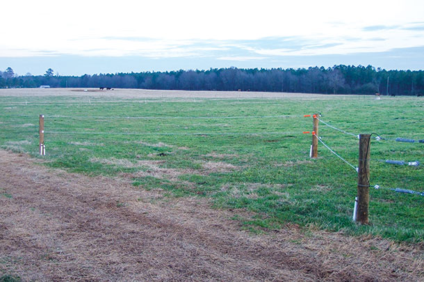paddock access allows cattle to be funneled into a pen