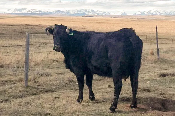 black cow