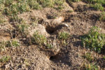Burrowing voles and pocket gophers can reduce yields