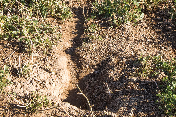 Rodents feeding on tap roots and above-ground vegetation 