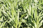Corn stalks