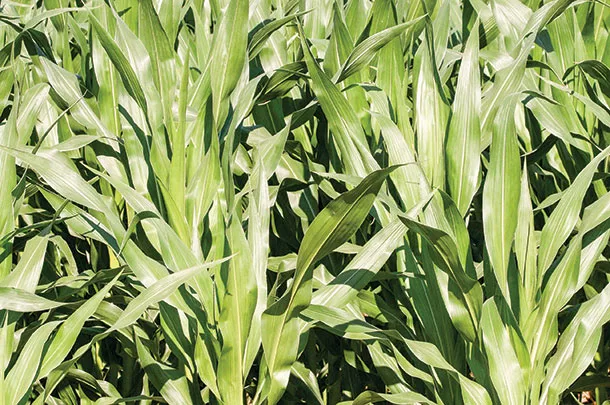 Corn stalks