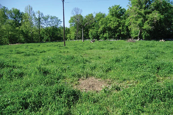 Shows where the cow died 