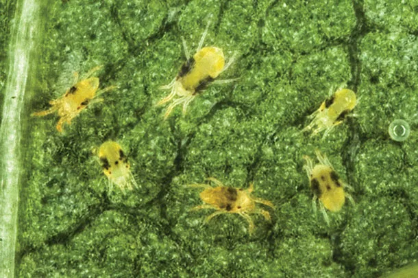 Spider mites