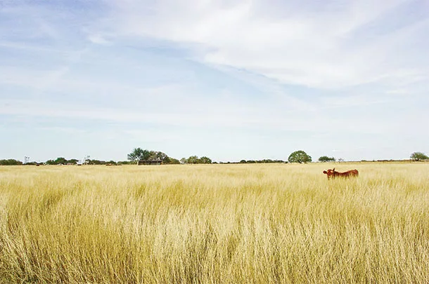 Forage should be harvested for hay before stems become course