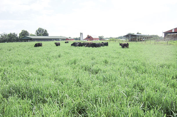 Switchgrass pasture in July