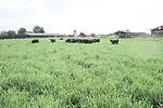 Switchgrass pasture in July