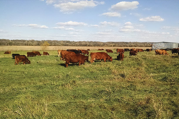 Prior to developing their focused grazing