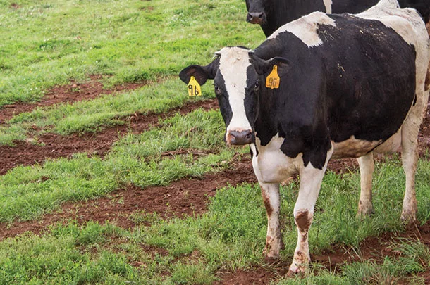 Cattle can be used as a tool 