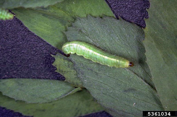 Alfalfa weevil larvae