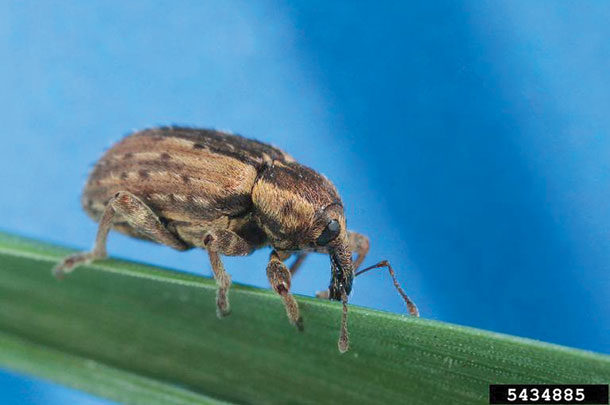 Adult alfalfa weevil