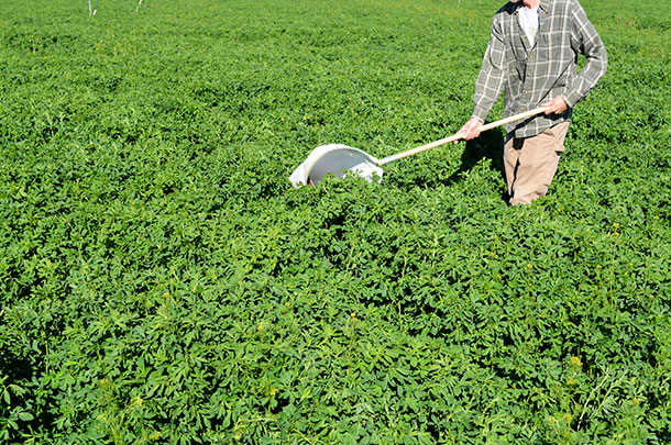 sweep net in alfalfa field