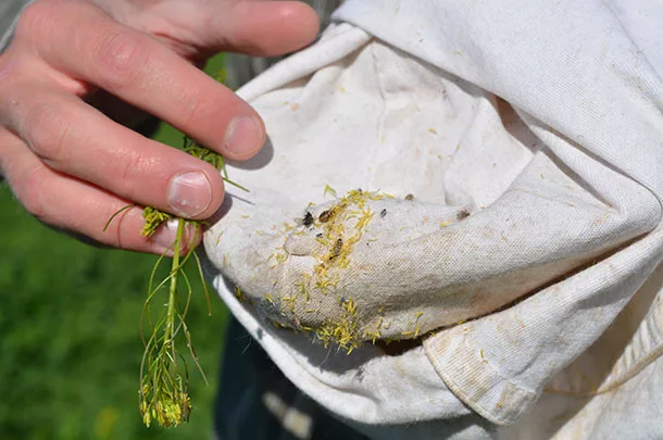 pests in sweep net