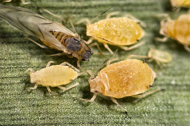 sugarcane aphids