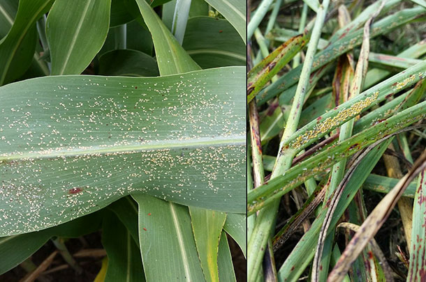 sugarcane aphids on forage sorghum and johnsongrass