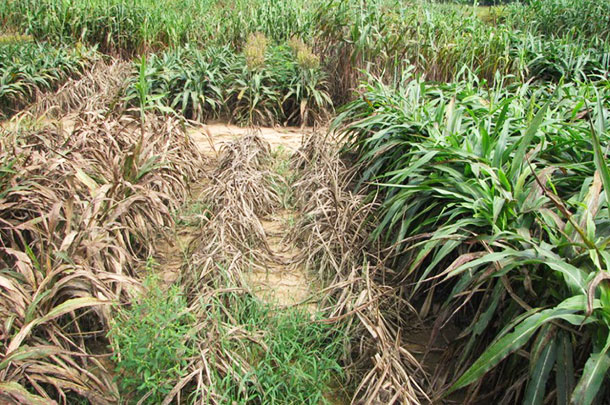 sugarcane aphid resistant sorghum
