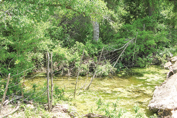 vegetated riparian areas are an important last line of defense