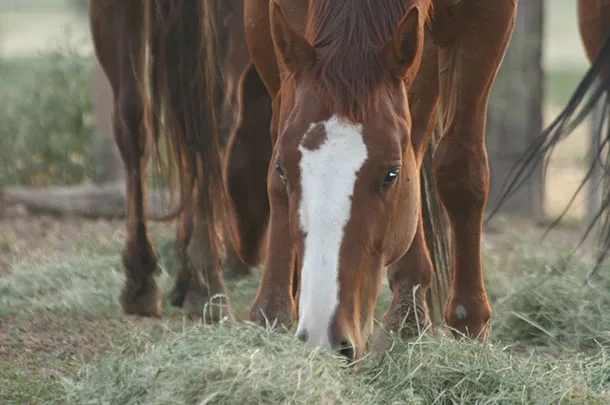 Horses eating hay