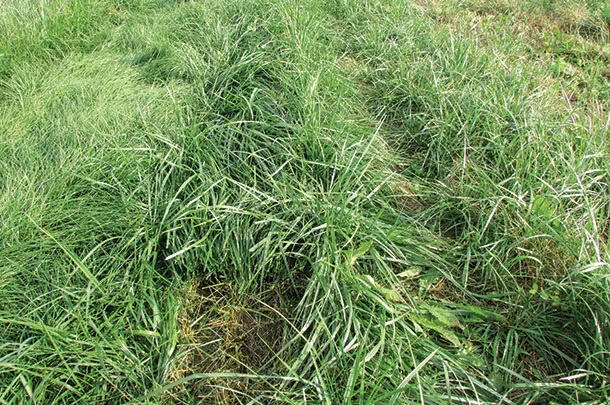 Tall fescue