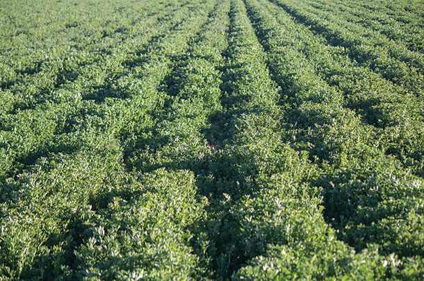 Alfalfa is a popular legume