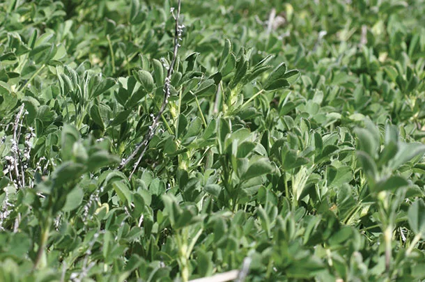 Other forage